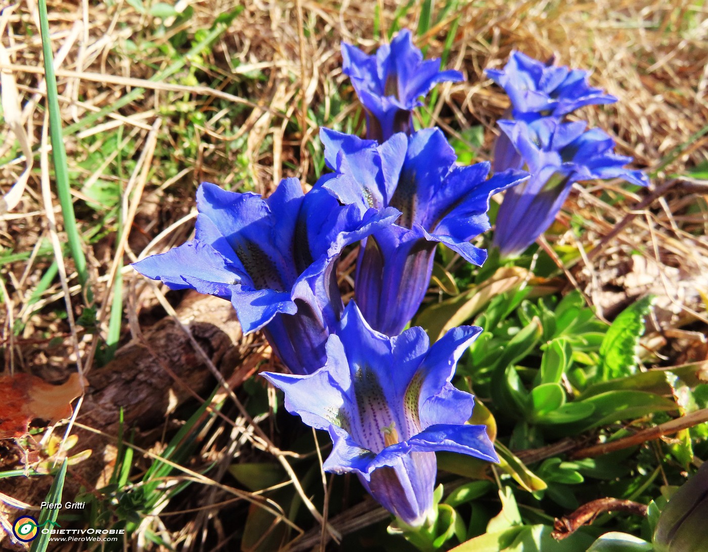 32 Gentiana Clusii (Genziana di Clusius).JPG
